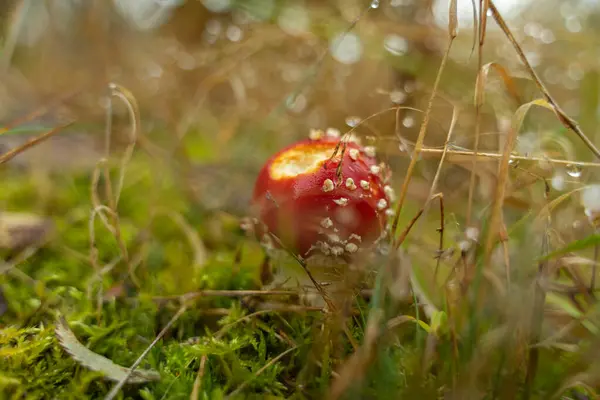 Fliegenpilz Herbstwald — Stockfoto