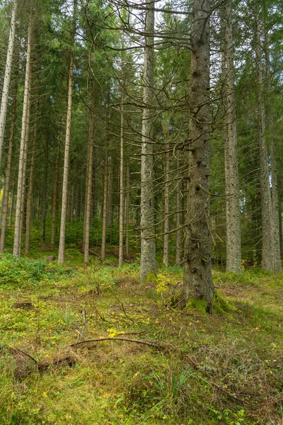 Autumn Landscape Black Forest — Stock Photo, Image