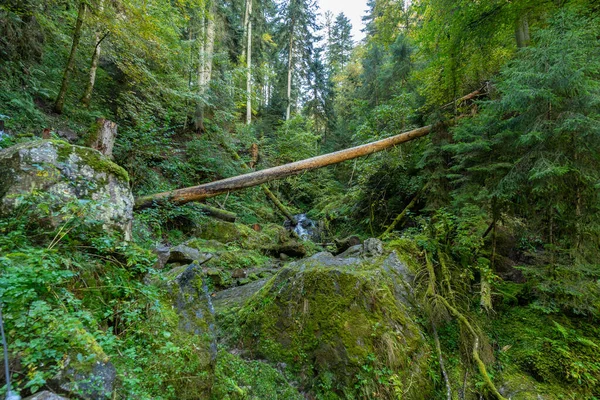 Cascata Nella Foresta Nera — Foto Stock