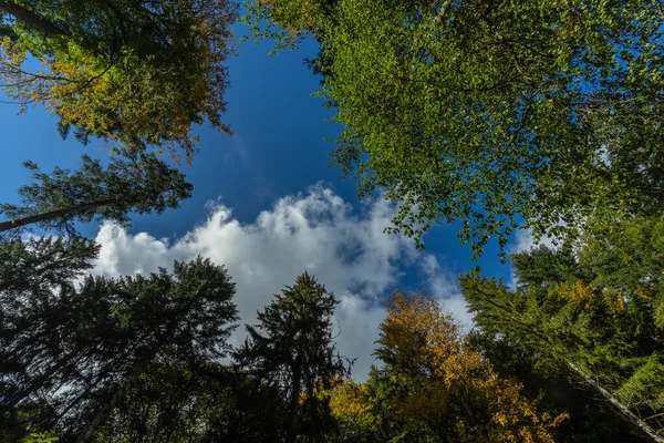 Jesienny Krajobraz Czarnym Lesie — Zdjęcie stockowe