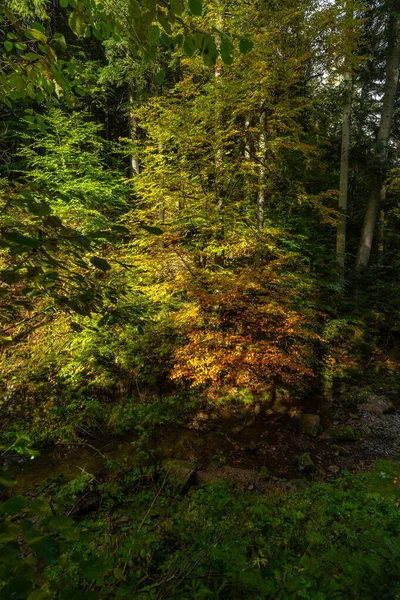 Paysage Automne Dans Forêt Noire — Photo