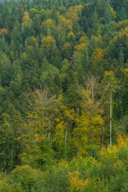Kara Orman 'da sonbahar manzarası