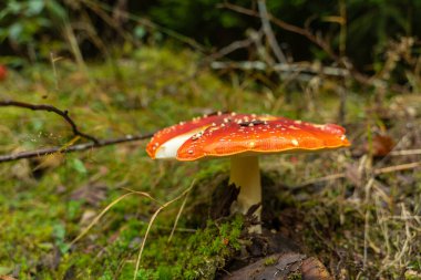 Sonbahar ormanlarında agarik uç