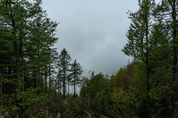 Herfstmist Het Zwarte Woud — Stockfoto