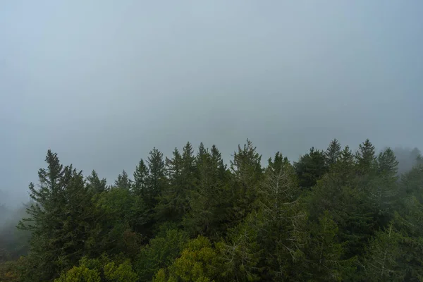 Nebbia Autunnale Nella Foresta Nera — Foto Stock