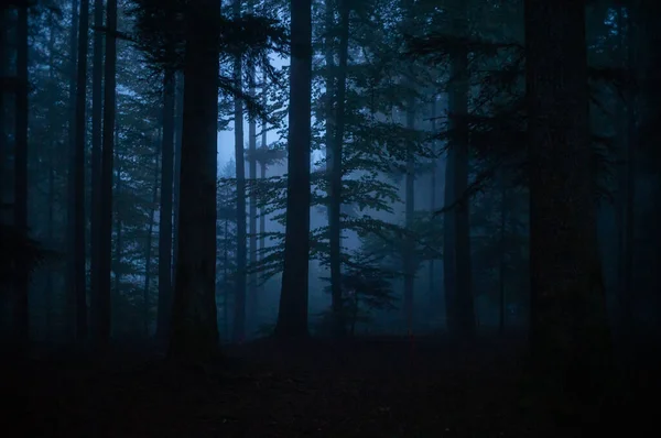 Brouillard Automnal Dans Forêt Noire Photo De Stock