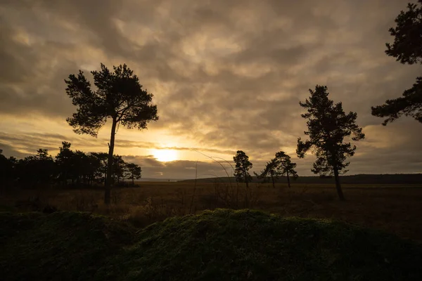 Grove Trees Back Light — Stock Photo, Image