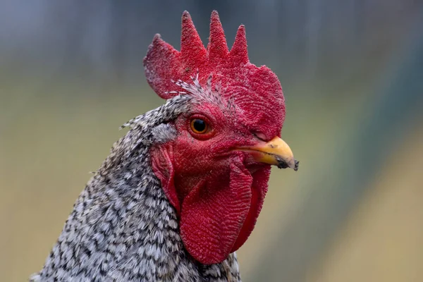 Gallo Campo Libre Granja — Foto de Stock