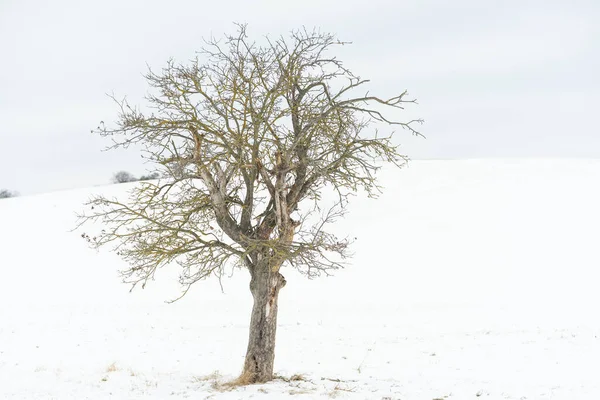 Fruit Tree Winter — Stock Photo, Image