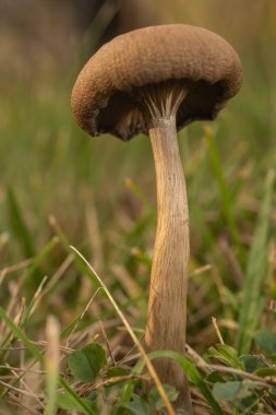 Çayırda küçük kahverengi mantar