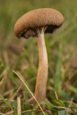 Çayırda küçük kahverengi mantar