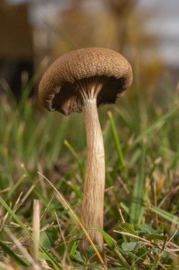 Çayırda küçük kahverengi mantar