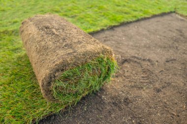 Hazırlanmış bir alanda çimenlik.