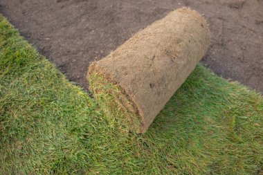 Hazırlanmış bir alanda çimenlik.