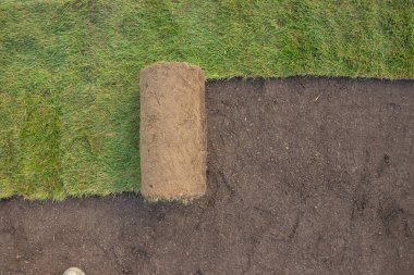 Hazırlanmış bir alanda çimenlik.