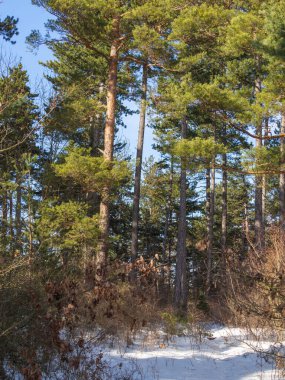 Thüringen 'de karlı kış manzarası