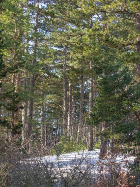 Thüringen 'de karlı kış manzarası