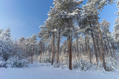 Thüringen 'de karlı kış manzarası