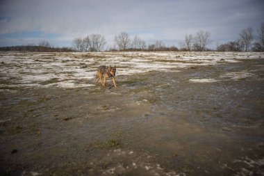 Kışın Alman çoban köpeği