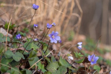 Ormanın kenarında karaciğer çiçekleri var.