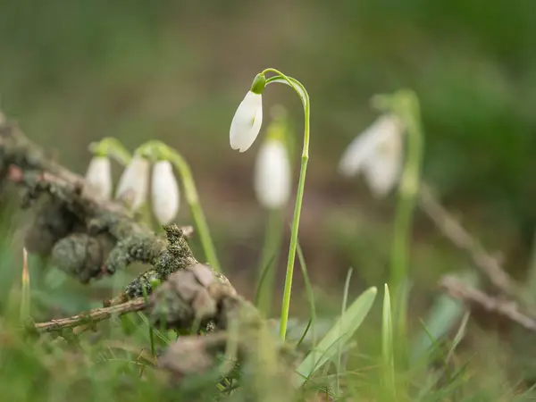 Perce Neige Dans Une Prairie — Photo