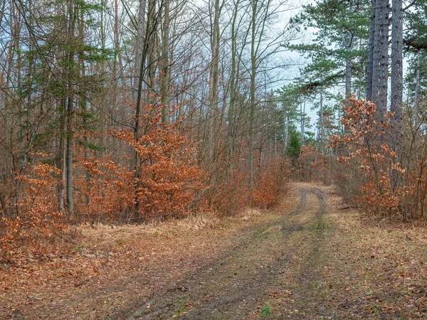 Paysage Début Printemps — Photo