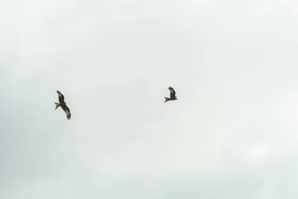 Röd Drake Flygning Födosök — Stockfoto