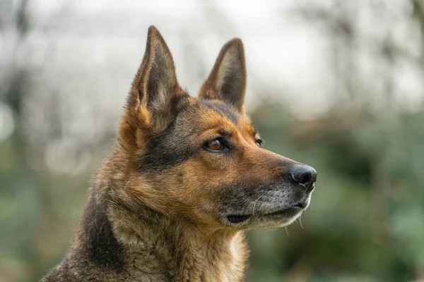 Schäferhund Garten — Stockfoto