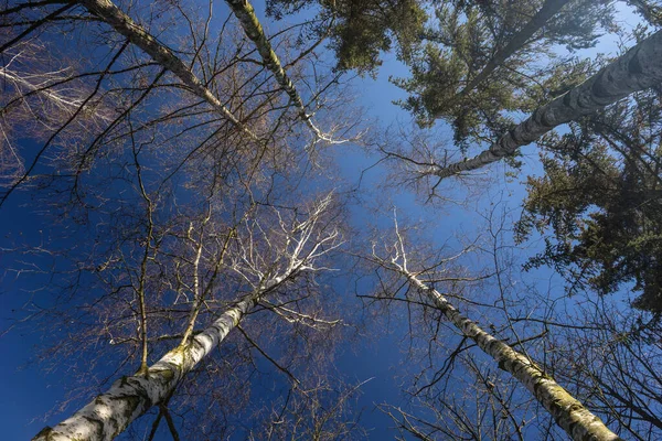Blick Den Himmel Durch Das Baumkronendach Stockbild