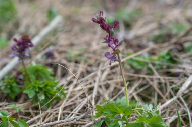 Ormandaki tarla kuşu yuvası