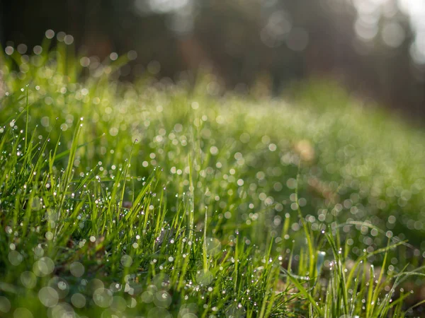 Wet Grass Evening Sun — Stock Photo, Image