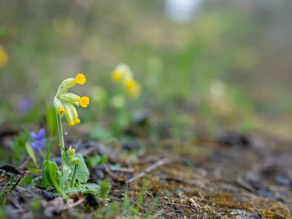 Nyckelblommor Vid Vägkanten — Stockfoto