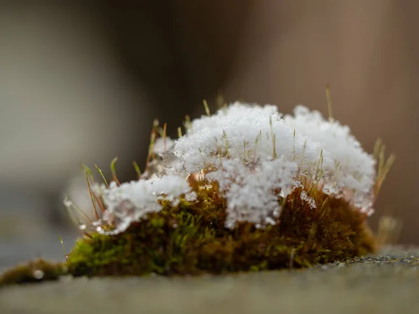 Schneebedecktes Moos Auf Einem Stein — Stockfoto