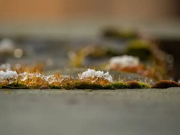 Сніговий Мох Камені — стокове фото