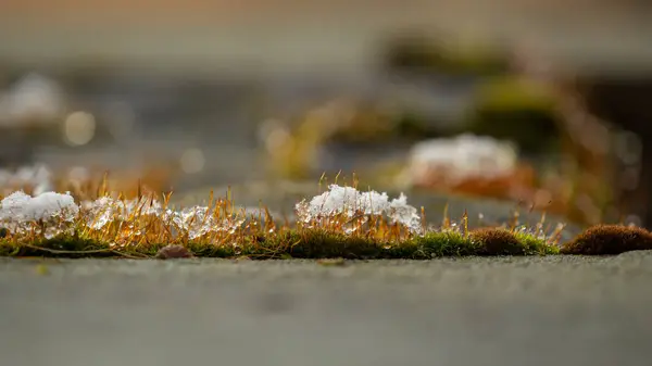 Schneebedecktes Moos Auf Einem Stein — Stockfoto