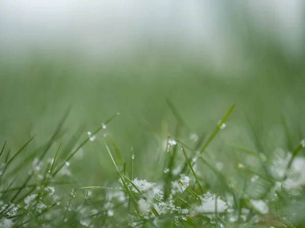 Erba Bagnata Sole Della Sera — Foto Stock