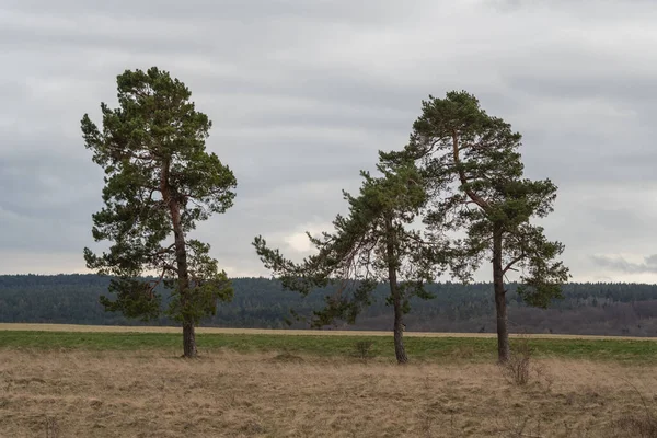 Paisagem Início Primavera — Fotografia de Stock