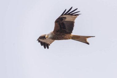 Kırmızı uçurtma uçuyor.