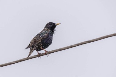 Yıldız bir elektrik hattında oturur