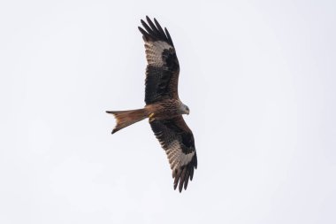 Kırmızı uçurtma uçuyor.