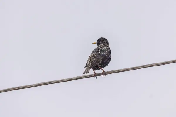 Star Sits Power Line — Stock fotografie