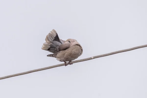 Turkish Pigeons Power Line — Zdjęcie stockowe