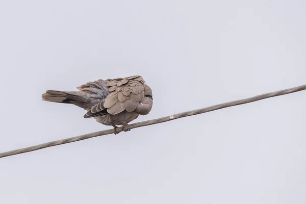 Turkish Pigeons Power Line — 图库照片
