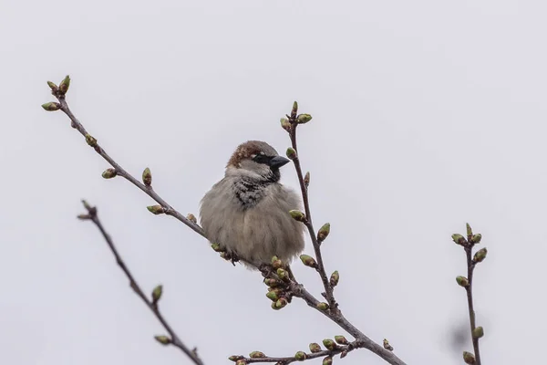 House Sparrow Goes Looking Food — Zdjęcie stockowe