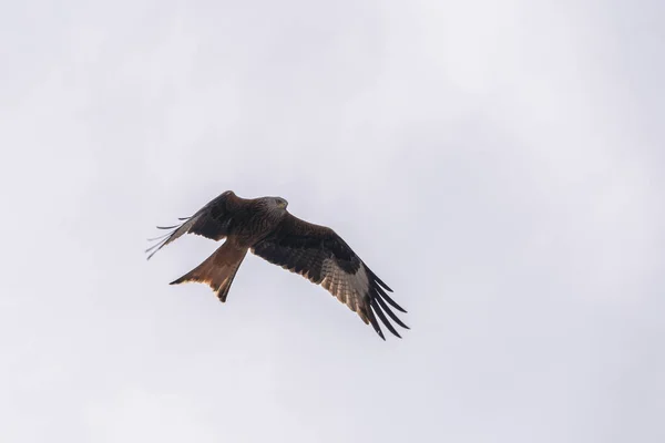 Cerf Volant Rouge Vol Recherche Nourriture — Photo