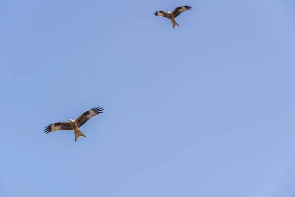 Pipa Vermelha Forrageamento Voo — Fotografia de Stock