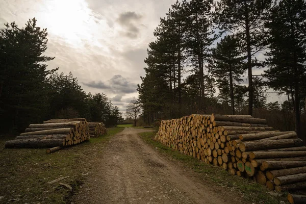 Logging Way — Stockfoto