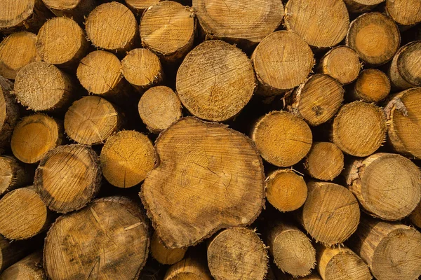 Logging Way — Stockfoto