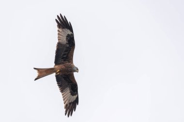 Kırmızı uçurtma uçuyor.