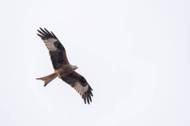 Kırmızı uçurtma uçuyor.